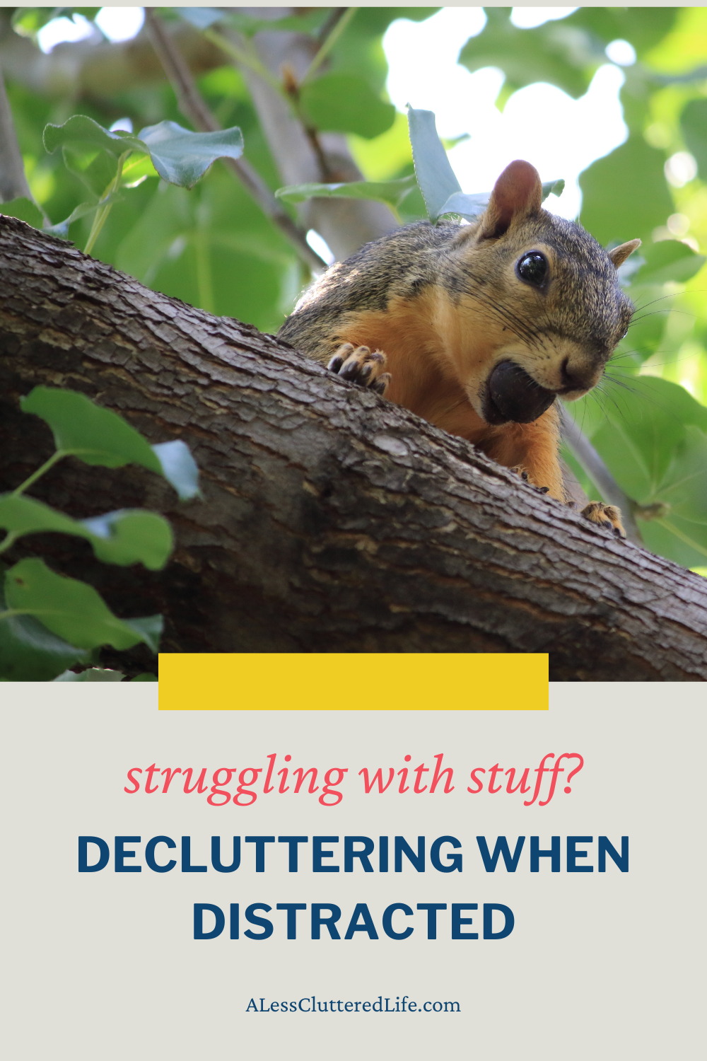 Picture of a squirrel on a graphic promoting an article, Decluttering when Distracted