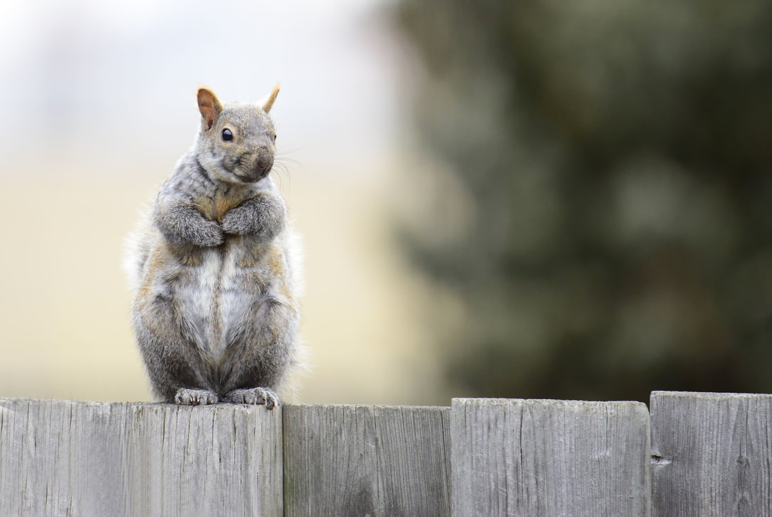 This squirrel sitting on a fence can symbolize the distractions that can keep you from decluttering. 